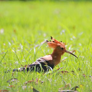 Close-up of bird on grass in field