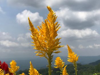 Close-up of yellow flowering plant against cloudy sky