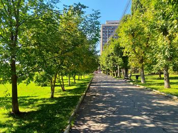 Footpath amidst trees in park