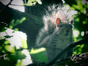 Squirrel on tree