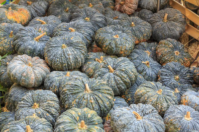 High angle view of pumpkins in market