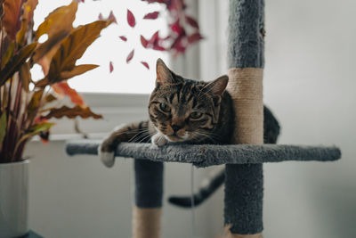 Close-up of cat sitting on fence