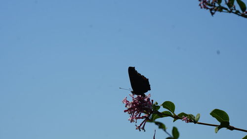 Low angle view of flower against clear blue sky