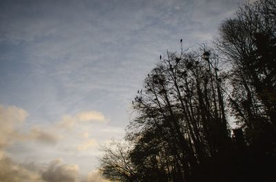Low angle view of silhouette trees against sky