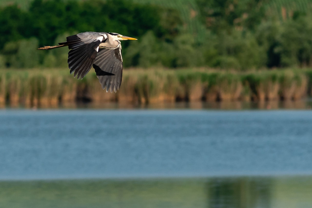 BIRD FLYING OVER THE SEA