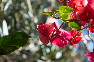 Close-up of red bougainvillea blooming on tree