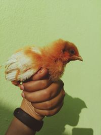 Close-up of a hand holding a bird