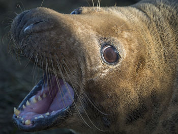 Close-up of grey seal with mouth open