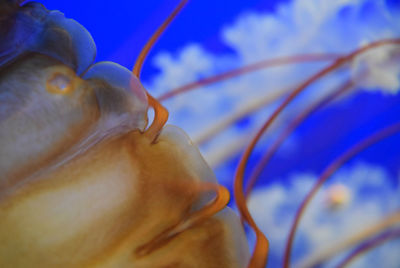 Close-up of jellyfish swimming in sea