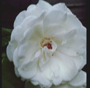 Close-up of white flowers