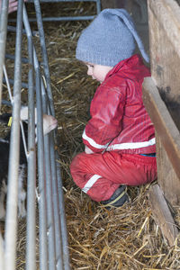 Little boy interacting with a small lamb in a barn.