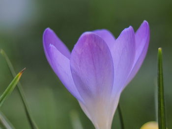 Close-up of purple crocus flower