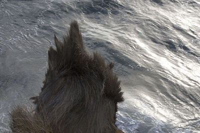High angle view of dog in sea