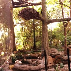 Trees in forest