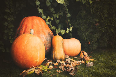 Close-up of pumpkins on tree during autumn