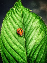 Close-up of ladybug on leaf