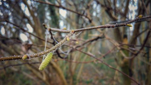 Close-up of branch