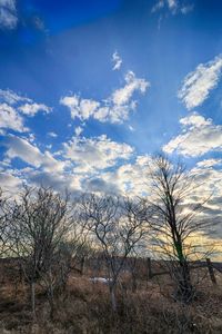 Bare trees on landscape against blue sky