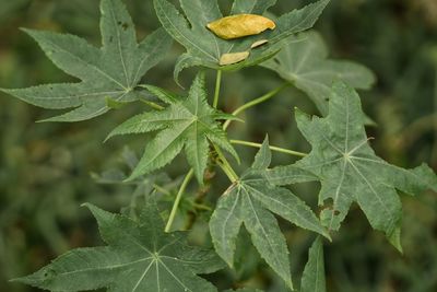 Close-up of green leaves