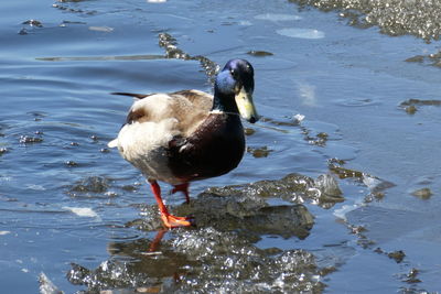 Duck swimming in lake