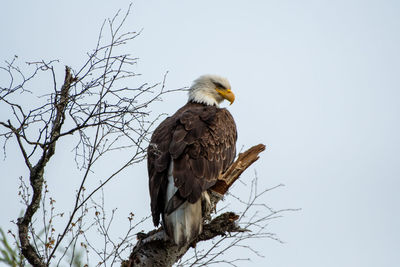 Low angle view of eagle perching on tree against clear sky