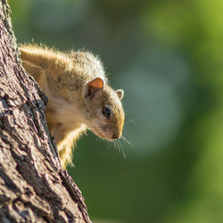 Close-up of squirrel on tree trunk