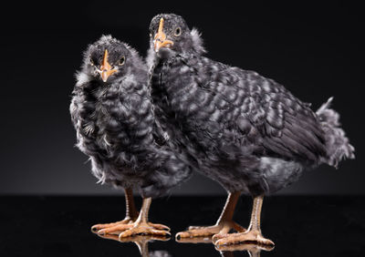 Close-up of two young black birds