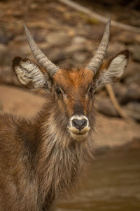 Close-up of young male common waterbuck standing