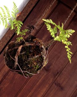 Close-up of potted plant