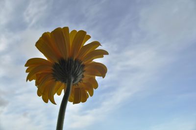 Low angle view of yellow flower against sky