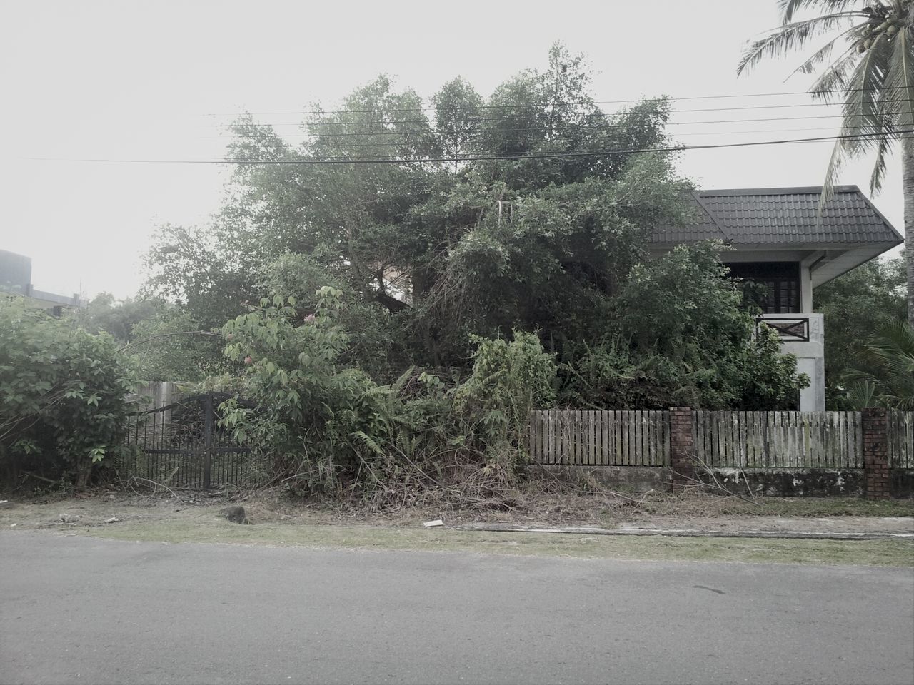 tree, road, building exterior, built structure, street, transportation, architecture, clear sky, the way forward, growth, day, plant, outdoors, no people, nature, sky, house, empty road, road marking, sidewalk