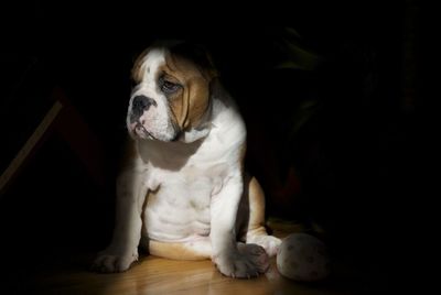 English bulldog resting on hardwood floor