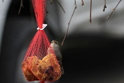 Close-up of bird perching on a feeder