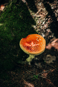 Close-up of mushroom growing on field