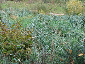 Plants growing on field