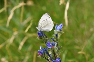 Close-up of butterfly pollinating on purple flower