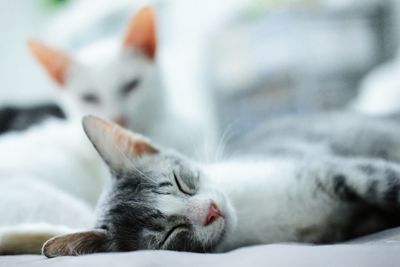 Close-up of cat lying on bed at home