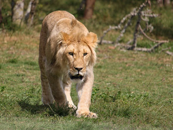 Portrait of a young male lion 