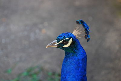 The beautiful peacock is mysterious.