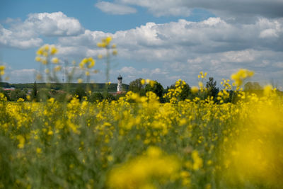 Scenic view of oilseed rape field against cloudy sky