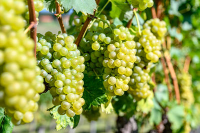 Close-up of grapes growing in vineyard