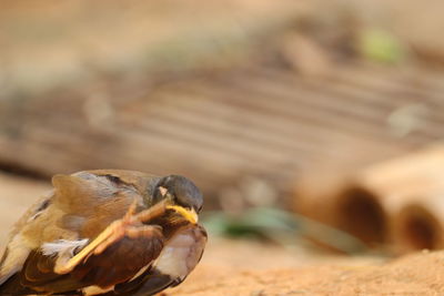 Close-up of bird perching