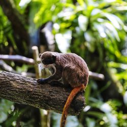 Side view of monkey on tree in forest