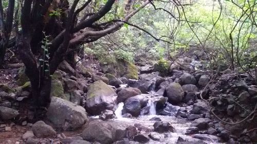 Rocks in forest