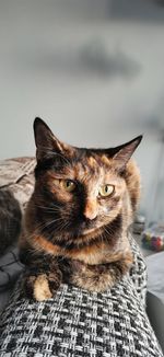 Close-up portrait of a cat