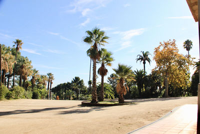 Panoramic view of palm trees against sky