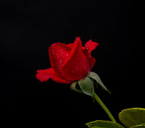 Close-up of red rose against black background