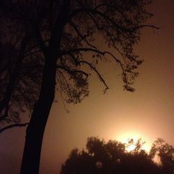 Silhouette of trees at sunset