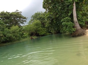 Scenic shot of trees by calm river