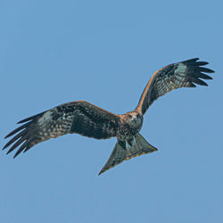 Low angle view of eagle flying in sky